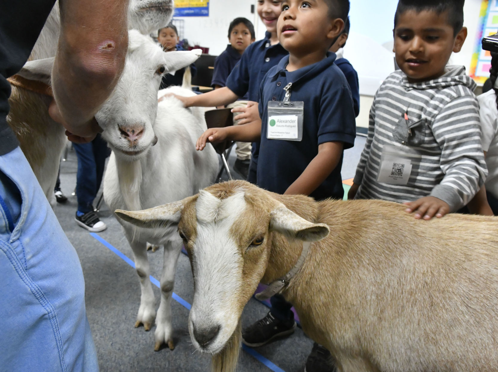 092618 Pismo goats at Fairlawn 13.jpg